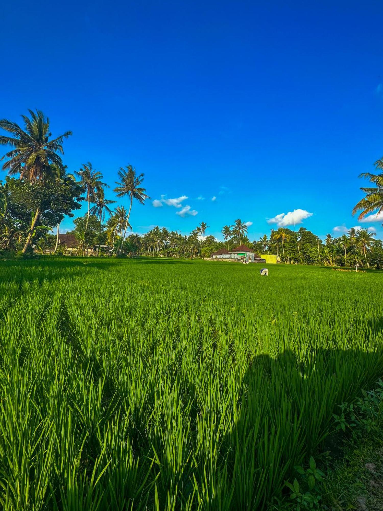 Hotel Nunu Bali Eco Friendly Retreat Canggu Exteriér fotografie